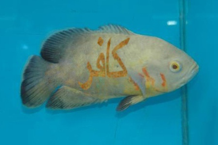 File:Kafir fish1.jpg