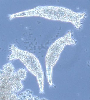 File:B-rotifers-organism.jpg