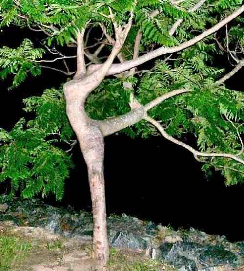 File:Ballet Tree.jpg