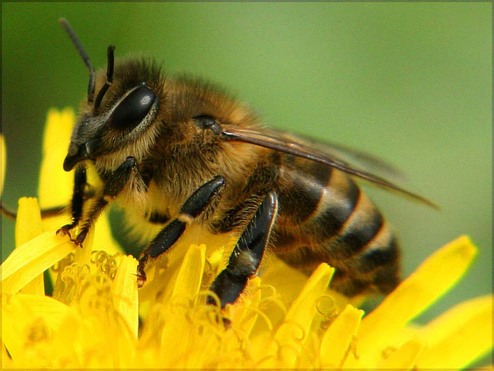 File:Bee.jpg