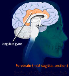 Cingulate gyrus mid sag.jpg