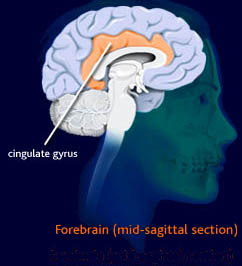 File:Cingulate gyrus mid sag.jpg