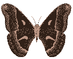 File:Black moth.gif