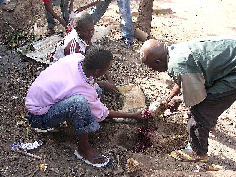 File:Images-animalsacrifice-0005.jpg