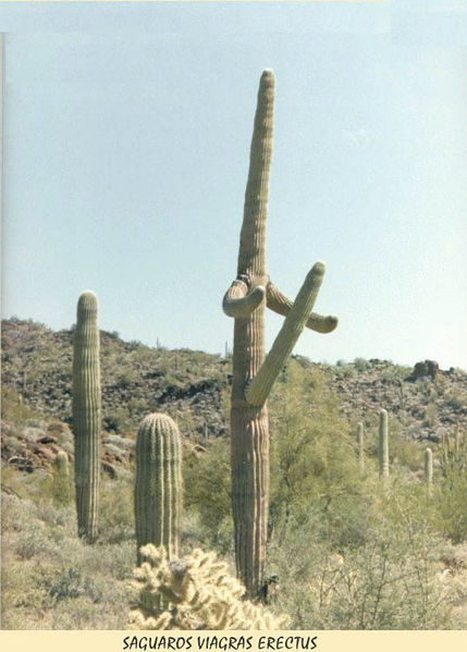 File:Cactus.jpg