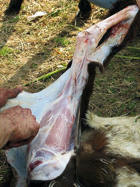 File:Images-animalsacrifice-0010.jpg