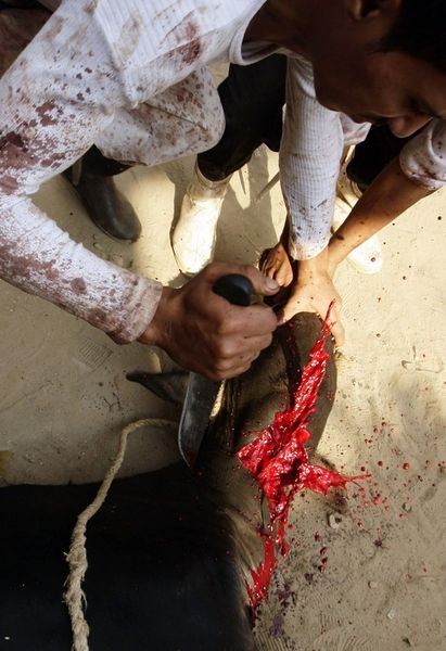 File:Eid-al-adha-banha-egypt-2009.jpg