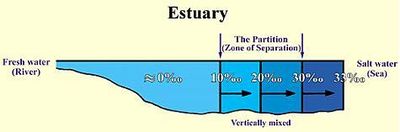 Estuary.jpg