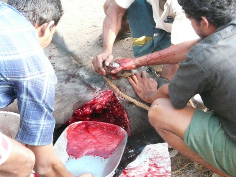 File:Animalsacrifice-0024.jpg