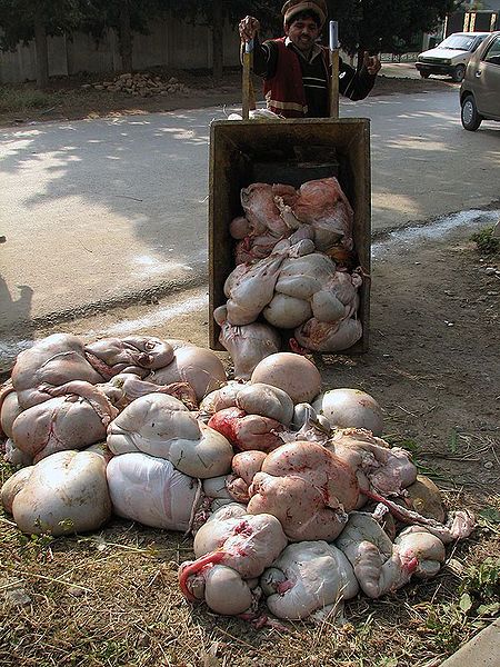 File:Images-animalsacrifice-0011.jpg